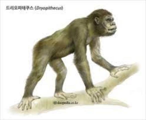 Dryopithecus Africanus o Preconsul