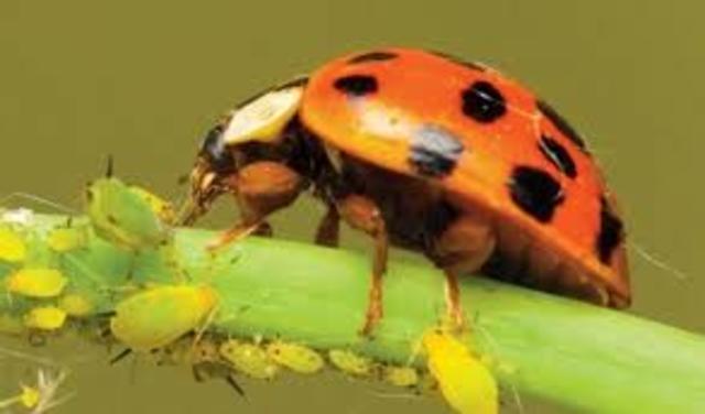 Control Biologico de plagas