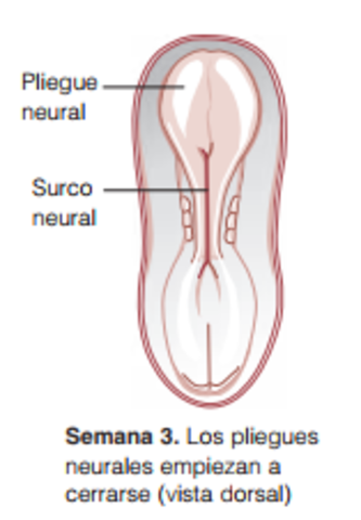 Cierre de las placas neurales