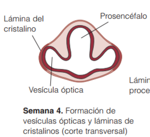 Formacion de vesiculas opticas y laminas de cristalinos