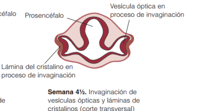 Invaginacion de vesiculas opticas y laminas de cristalinos