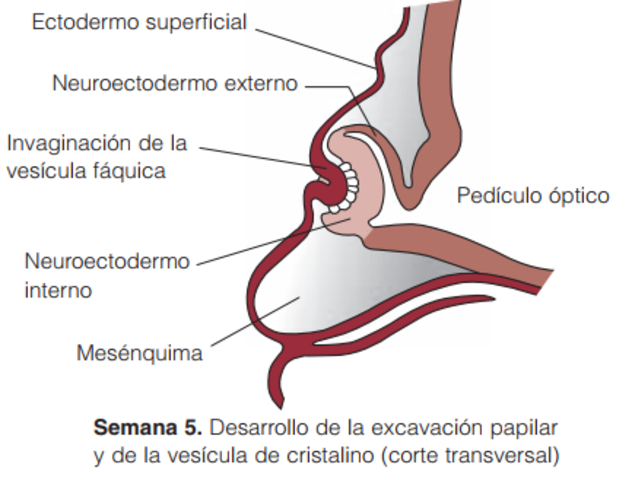 Desarrollo de la excavacion papilar y de la vesicula del cristalino