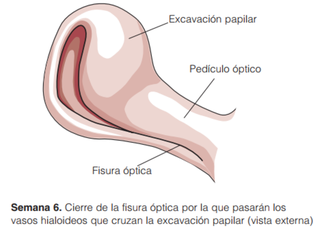 Cierre de la fisura optica