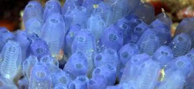 El surgimiento de la primera agrupación neuronal