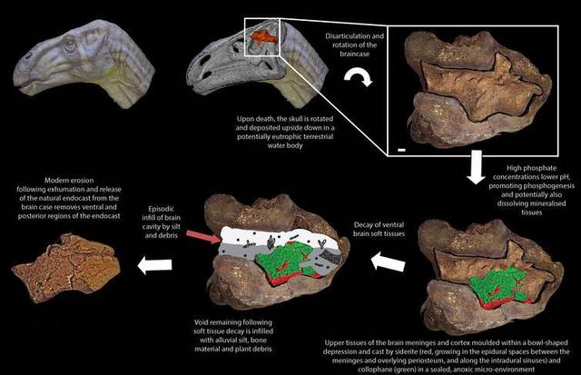 Surgimiento del primer cerebro