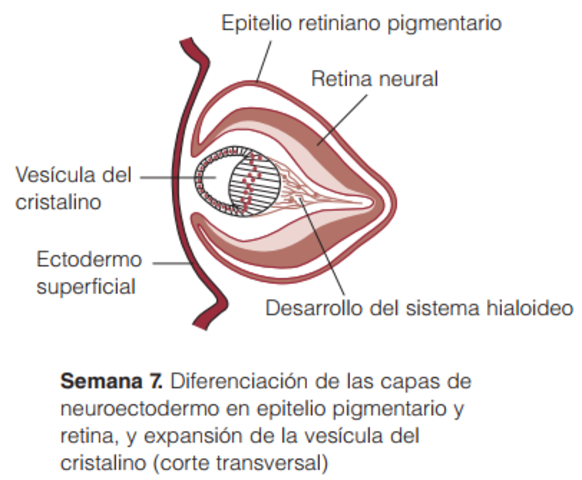 Diferenciacion de las capas en epitelio pigmentario, retina y expansion de la vesicula del cristalino