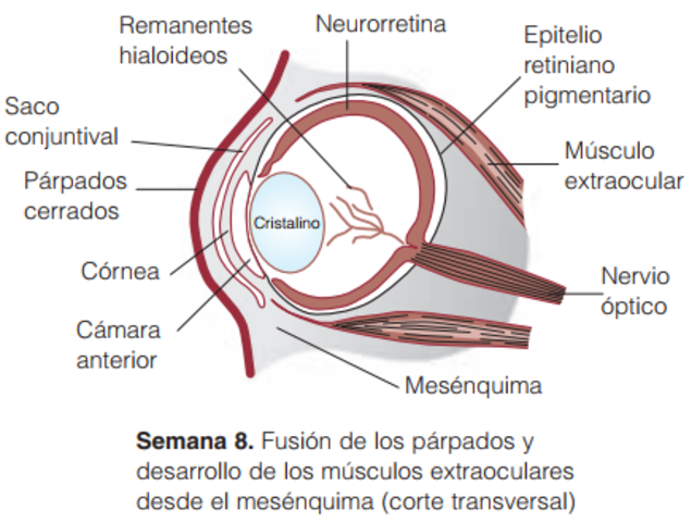 Esclerotica y musculos extraoculares