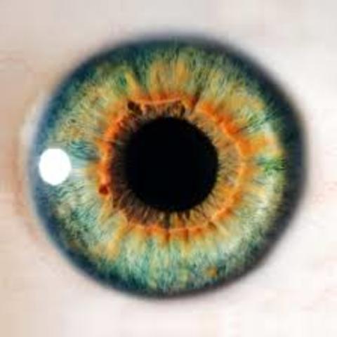 Doble hilera de epitelio del iris.