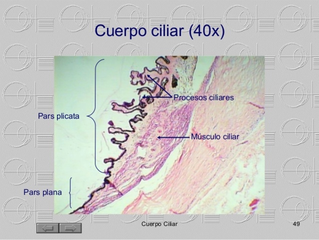 Cuerpo ciliar y coroides