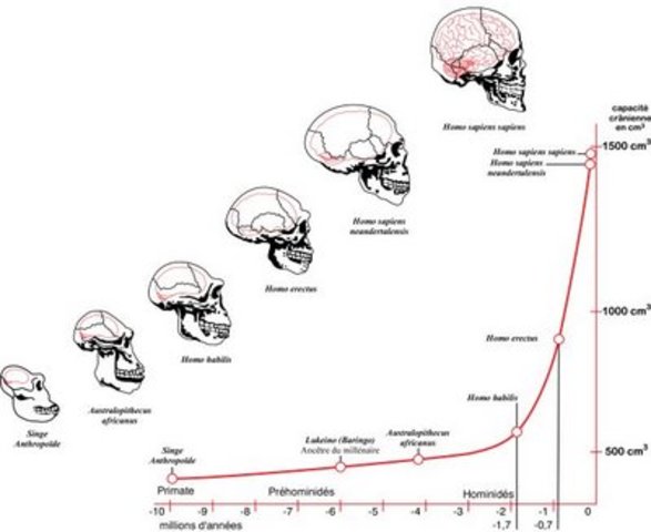 Evolución del cerebro