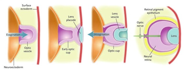 5ª SEMANA DE GESTACIÓN