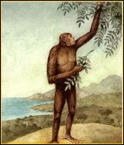 Oreopithecus