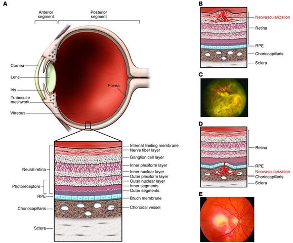 6ª SEMANA DE GESTACIÓN