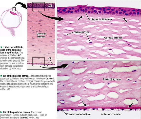 8ª SEMANA DE GESTACIÓN