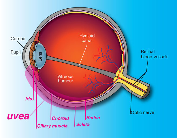 5º MES DE GESTACIÓN