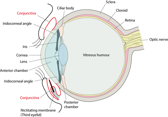 7-8º MES DE GESTACIÓN