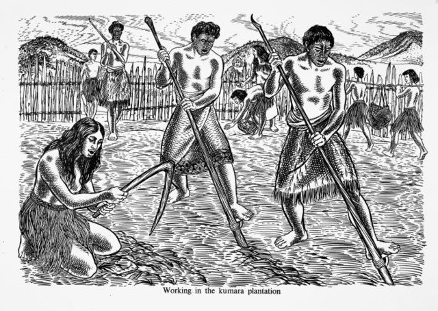 Auckland's market garden