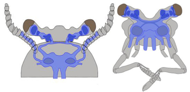 Surgimiento del primer cerebro