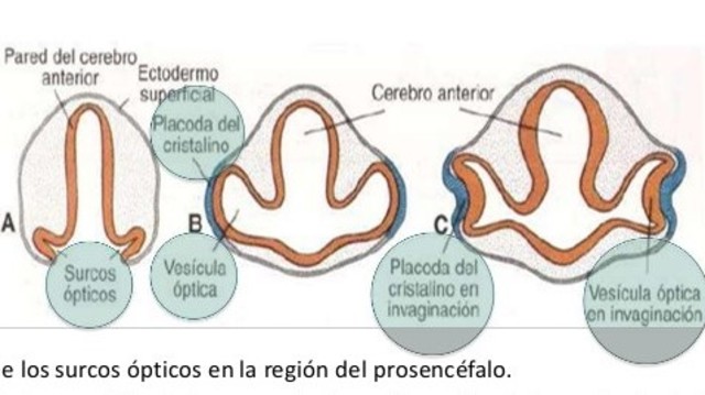 26 DIAS DE GESTACIÓN
