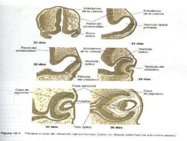 DESARROLLO EMBRIONARIO DIA 22-32