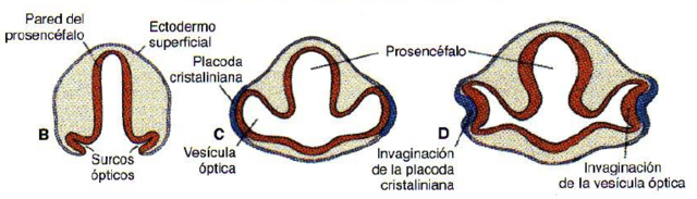 INICIO DEL DESARROLLO