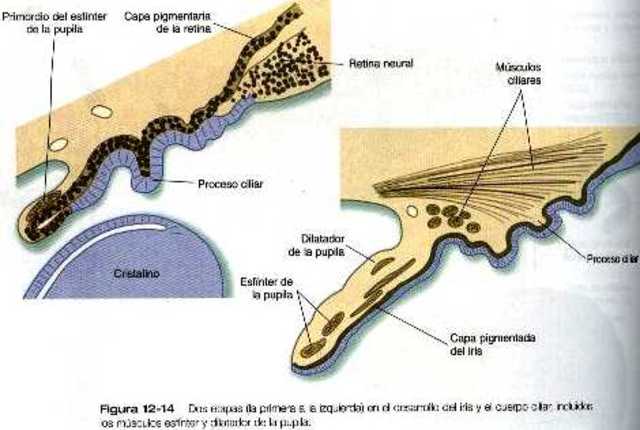 3 MESES DE GESTACIÓN