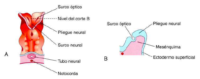 Día 22: Formación del surco óptico