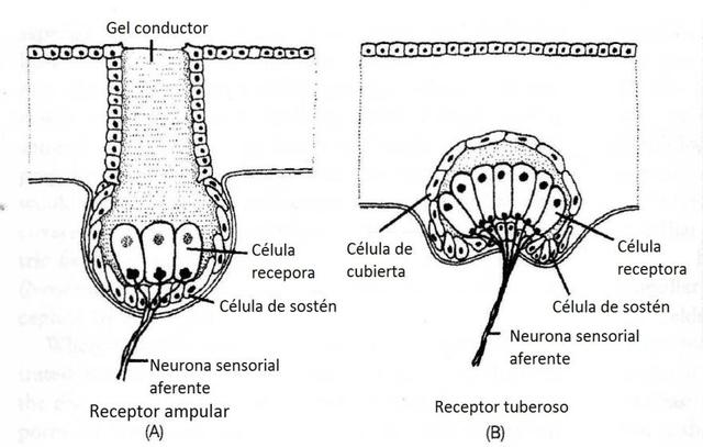 neuronas y células de sostén
