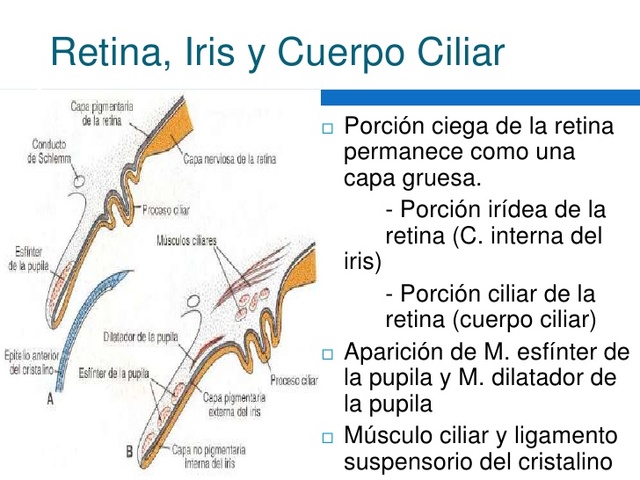 inicio del cuerpo ciliar