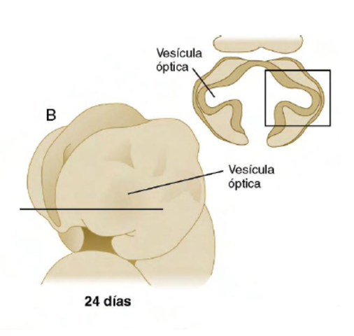 Día 24: Vesículas ópticas.