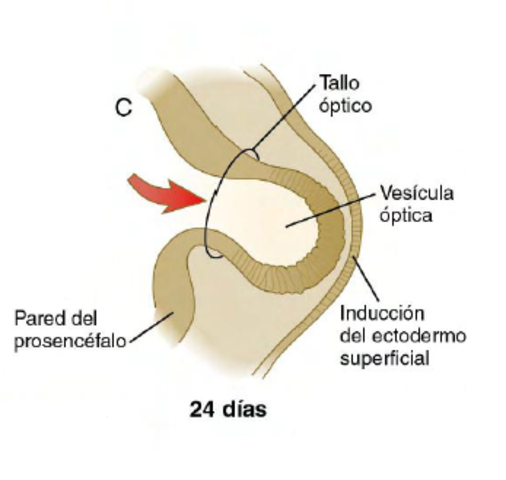 Día 24: Inducción de la placoda lenticular por la vesícula óptica.