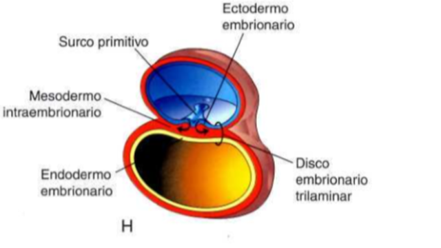 Tercera semana de gestación.