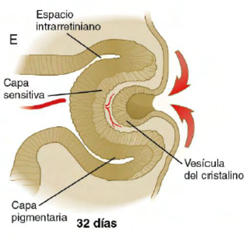 Día 32: Vesícula del cristalino.