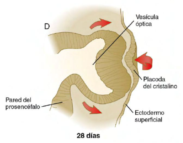 Día 28: Copa óptica.
