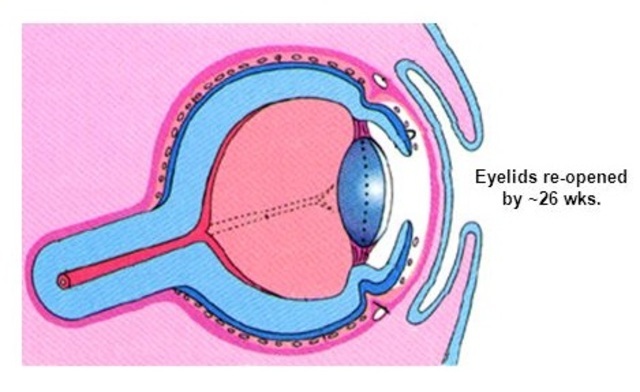 7o- 8o MES GESTACIONAL