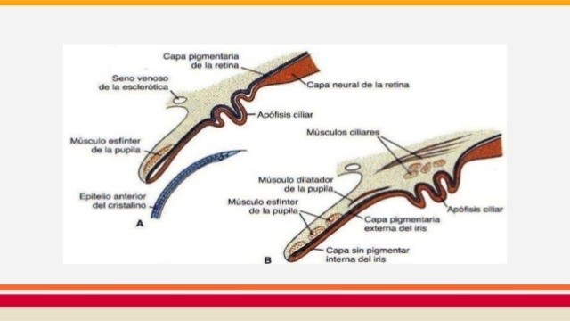 5o- 9o MES DE GESTACION