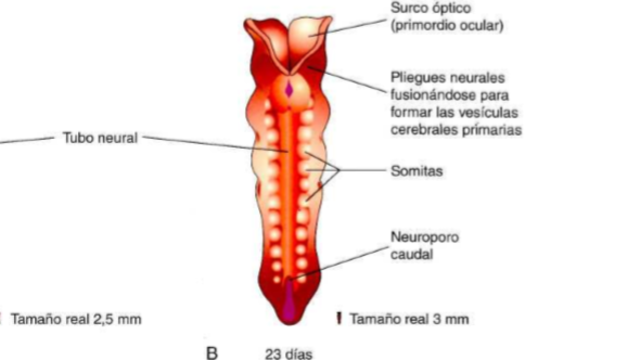 Cuarta semana de gestación.