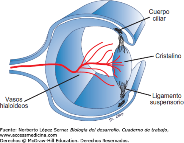 FORMACIÓN DEL CUERPO VÍTREO