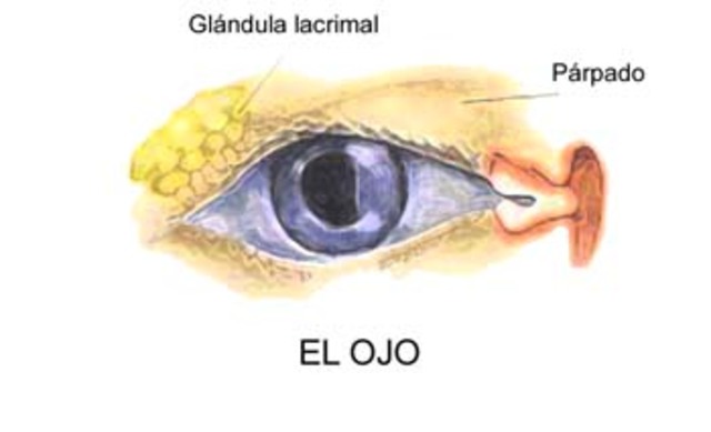 FORMACIÓN DE PÁRPADOS Y GLÁNDULAS LACRIMALES