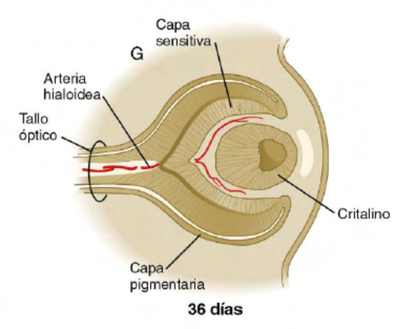 Día 36: Tallo óptico.