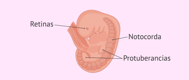 Día 22.  Los ojos aparecen como un par de surcos poco profundos