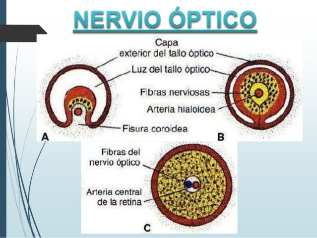 nervio optico
