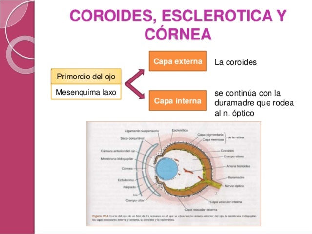 coroides, esclerotica y cornea