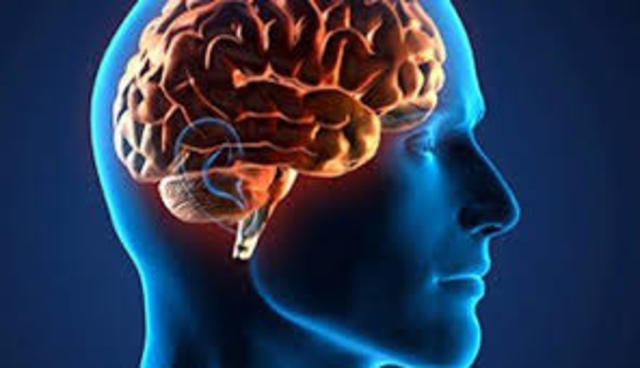 Cerebro de un adulto