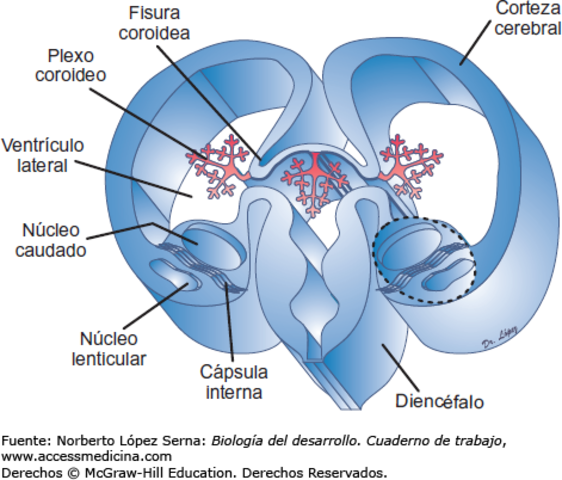 4ta Sem. Aparición del primer esbozo