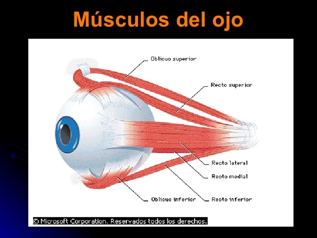 8va Sem. Estructuras externas del ojo