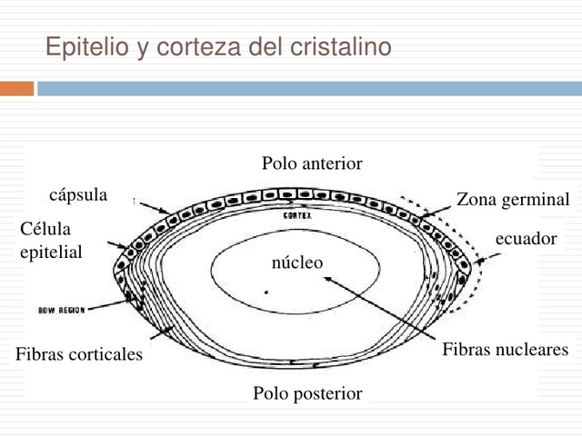 12va Sem. Células en el ecuador del cristalino.