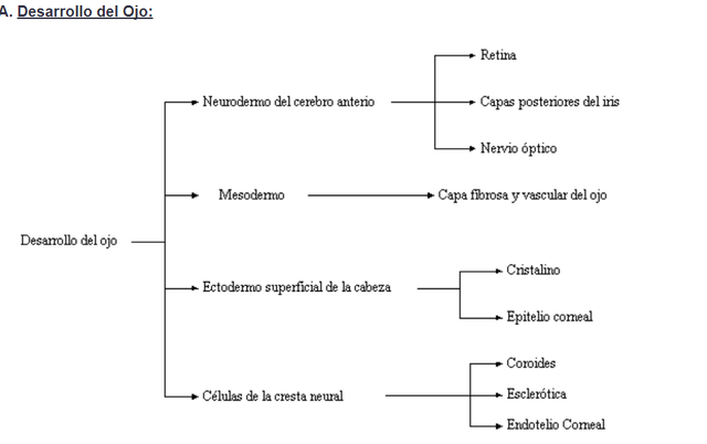 RESUMEN, DESARROLLO EMBRIONARIO.