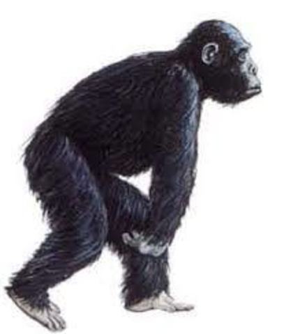 DRYOPITHECUS