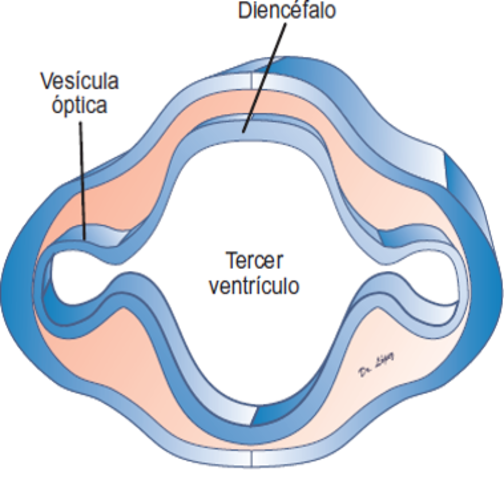 2-4 SEMANA DE GESTACIÓN